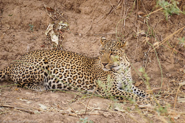 África absoluta, Zambia, Leopardo