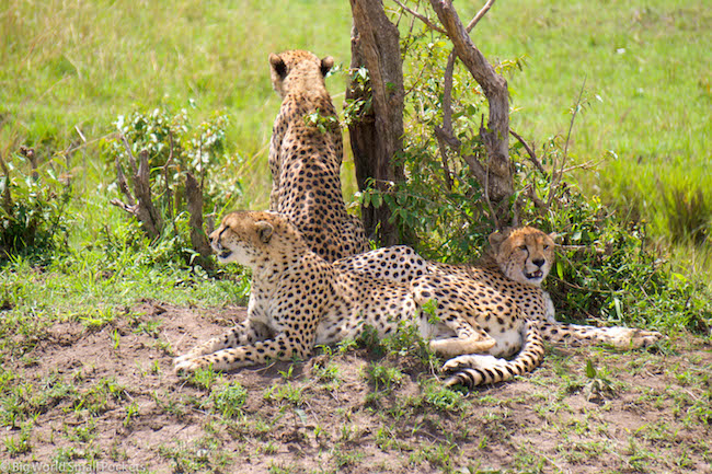Kenia, Masai Mara, Trío de Guepardos