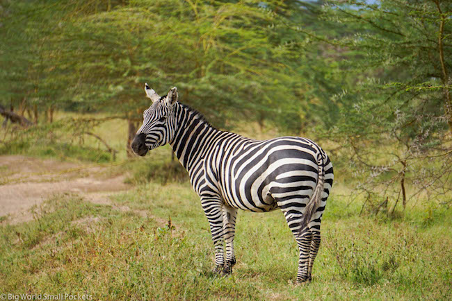Kenya, Hells Gate NP, Zebra