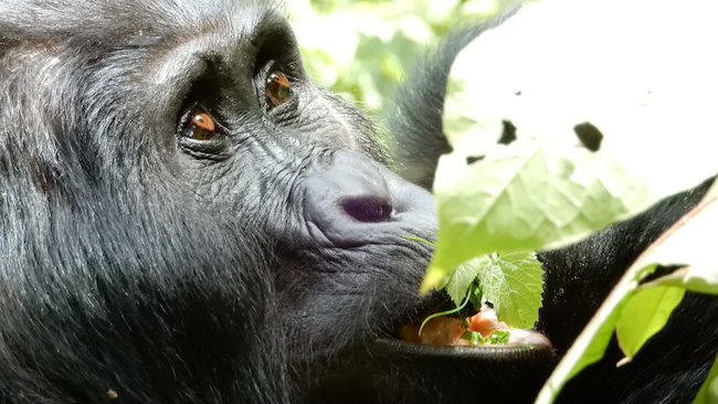 Uganda, Bwindi, Gorilla Eating