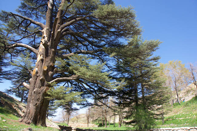 Lebanon, Cedars, Trees