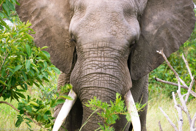 África del Sur, Parque Nacional Kruger, Elefante macho