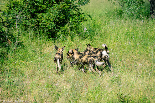 Sudáfrica, Kruger, manada de perros salvajes