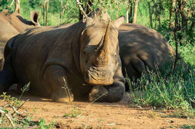 Suazilandia, Parque Nacional de Hlane, Rinoceronte