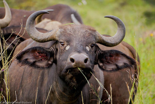 Kenia, Nakuru, masticando búfalos