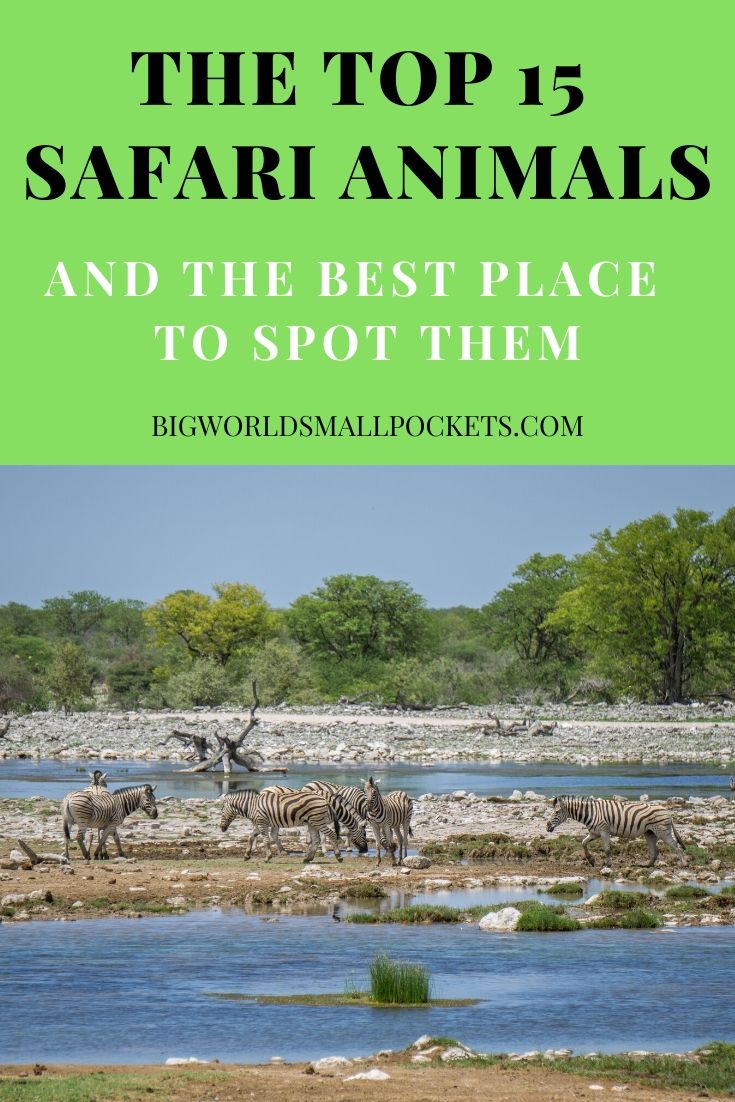 Animales de safari - Los 15 mejores y dónde verlos en África
