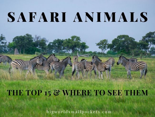 Animales de safari
