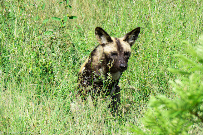 South Africa, Kruger NP, Wild Dog