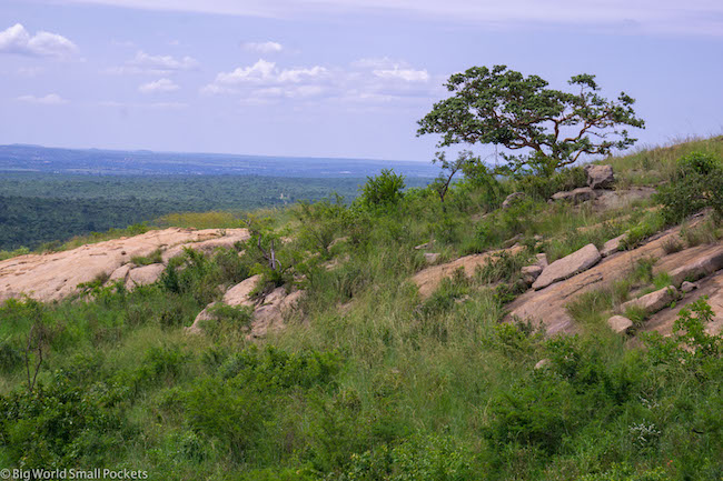 South Africa, Kruger National Park, Tree