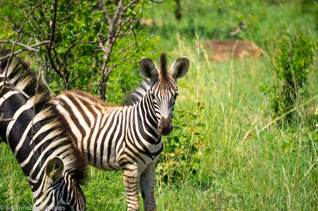South Africa, Kruger National Park, Young Zebra