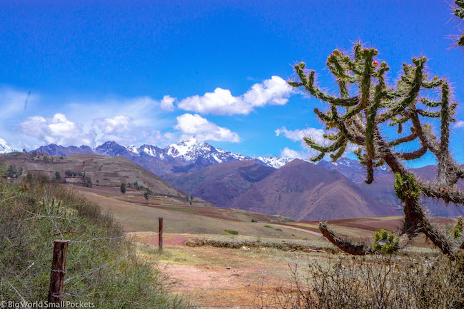 Peru, Sacred Valley, Cactus