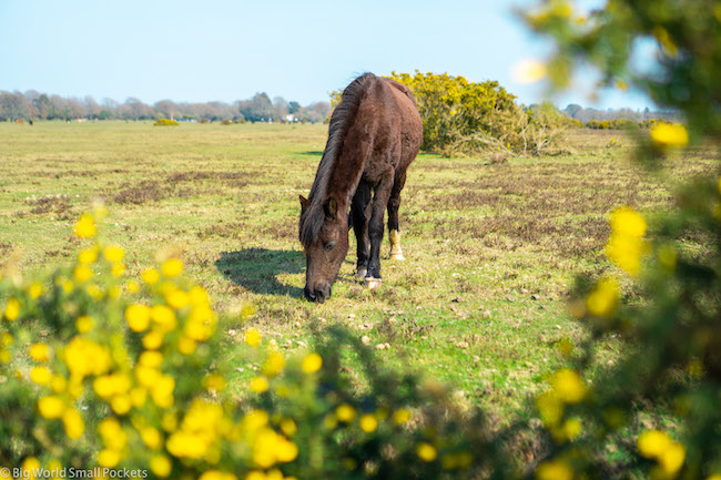 England, New Forest, Wild Horse